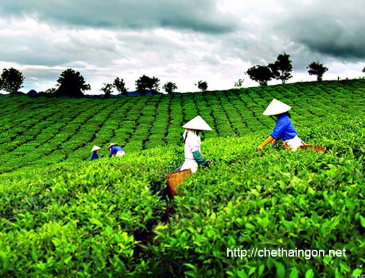 Chè Thái Nguyên nơi hội tụ của tinh hoa chè Việt