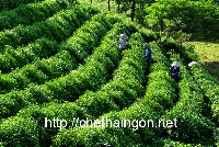 Tìm hiểu về công dụng của cây chè