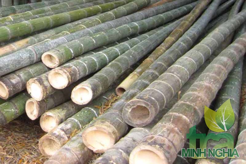Phần gốc tre đực già, thịt dày được lựa chọn