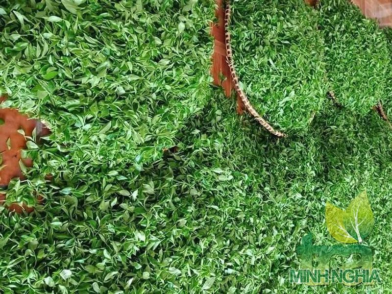 thu hái búp chè về để chế biến trà