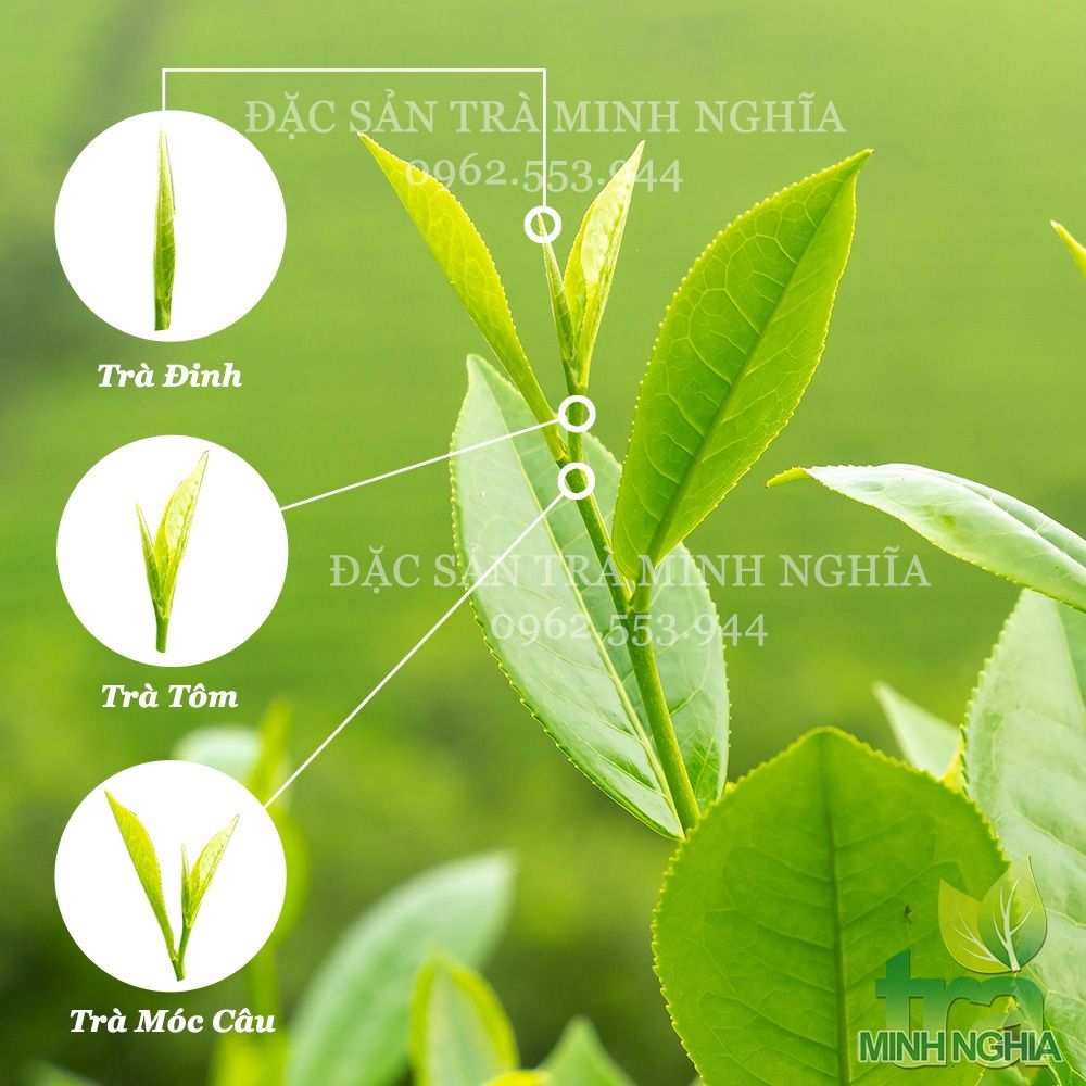 Cấu trúc phần ngọn cây chè gồm búp đinh, nõn tôm, móc câu