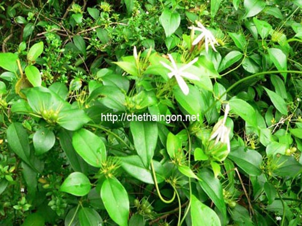 Cây chè vằng