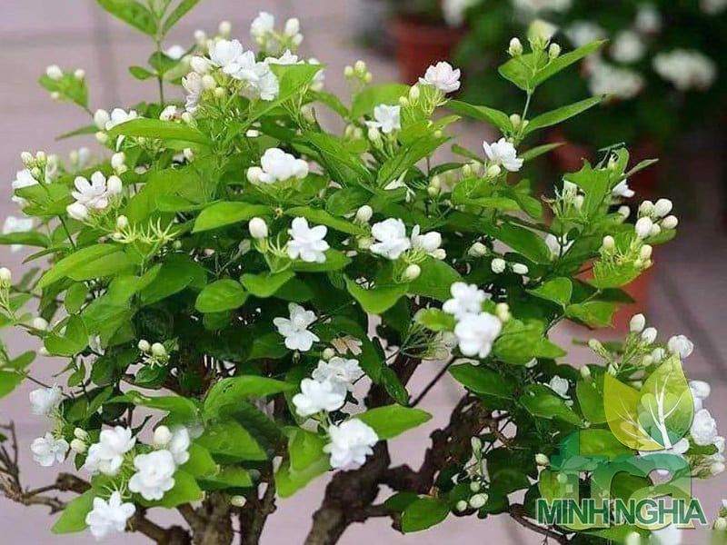 Hình ảnh cây hoa nhài