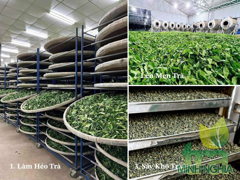 Các bước sản xuất trà Ô Long