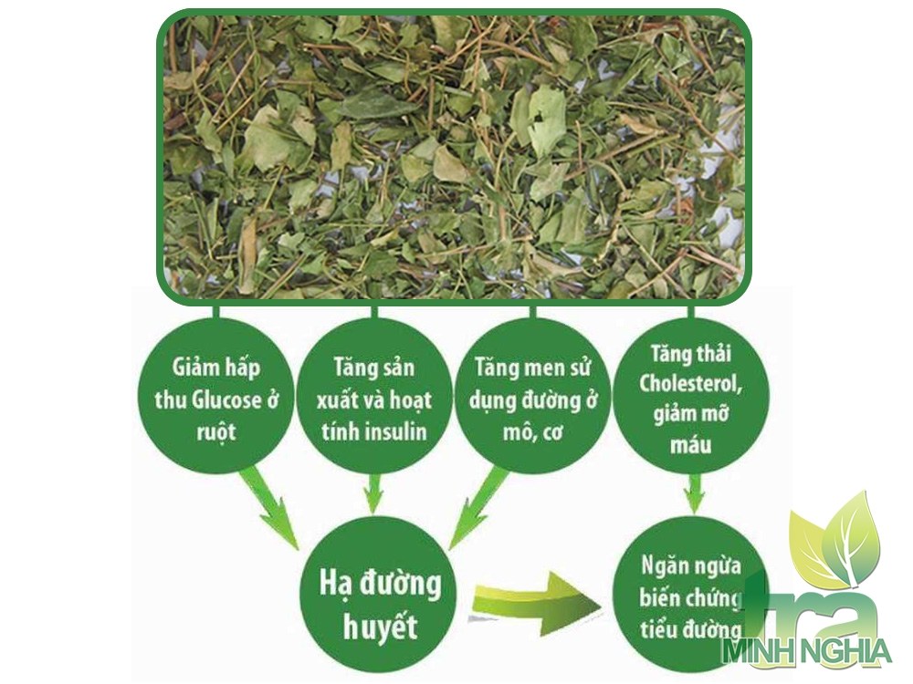 Công dụng của dây thìa canh