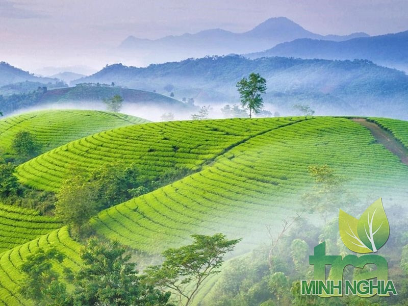 hình ảnh đồi chè tại Tân Cương Thái Nguyên
