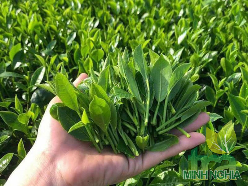 Nguyên liệu sản xuất trà Ô Long 1 tôm 2 lá