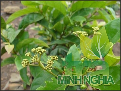 hình ảnh cây xạ vàng