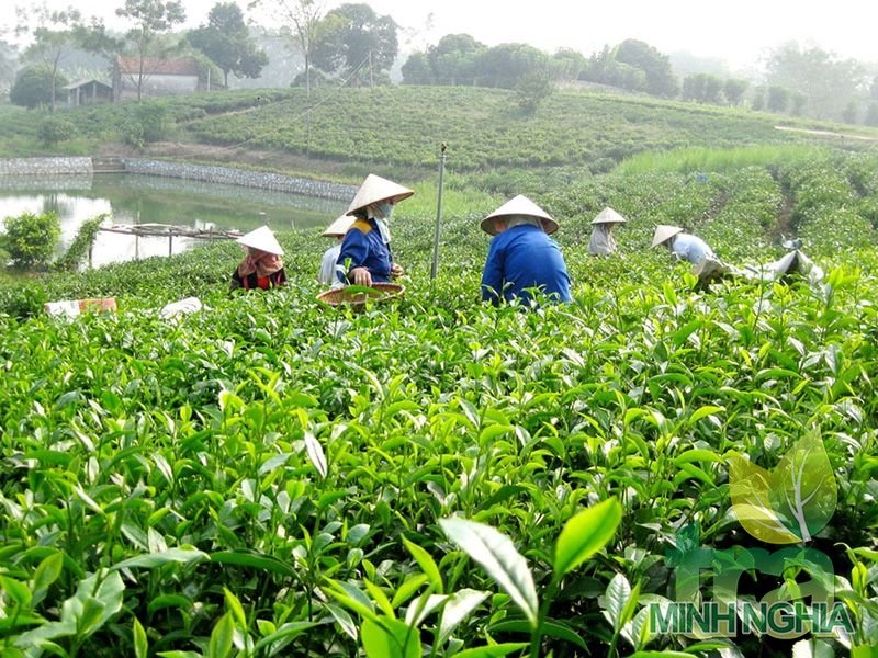 thu hái trà búp tại Tân Cương Thái Nguyên