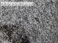 Trà Tân Cương loại thượng hạng