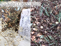 Trà Sơn Mật Hồng Sâm gói 500g