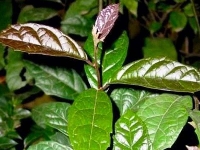 Hình ảnh cây xạ đen