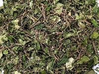 Dây Thìa Canh trị tiểu đường