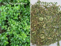 Dây Thìa Canh trị tiểu đường