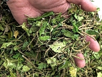 Dây Thìa Canh trị tiểu đường
