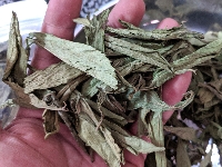 Cỏ ngọt nguyên lá loại chọn