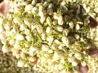 Nụ hoa nhài sấy lạnh