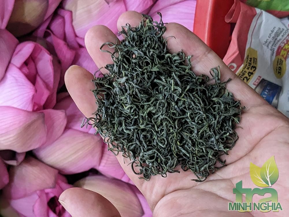Trà móc câu Tân Cương thượng hạng được dùng để ướp sen