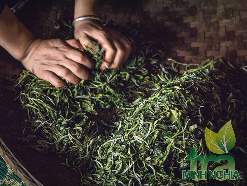 búp chè tươi được làm héo và vò tơi