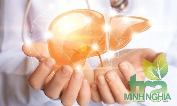 uống trà sơn mật hồng sâm giải rượu, giải độc gan, làm mát gan