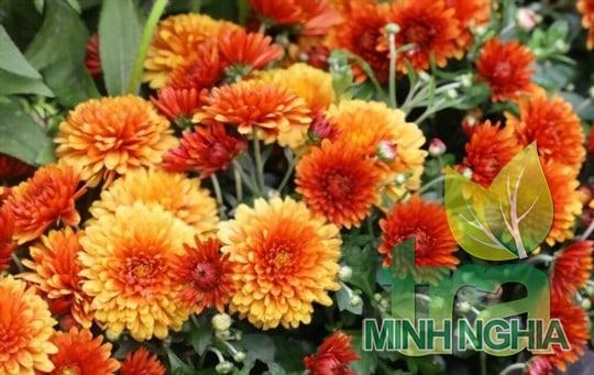 Hoa cúc được trồng tại Trung Quốc trong những thế kỷ đầu
