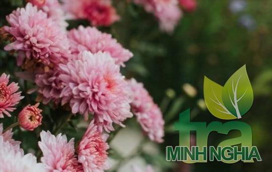 Hoa cúc có nhiều loại và có hương vị khác nhau