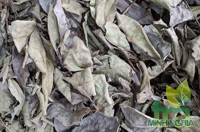 Lá vối sau khi được chế biến phơi khô