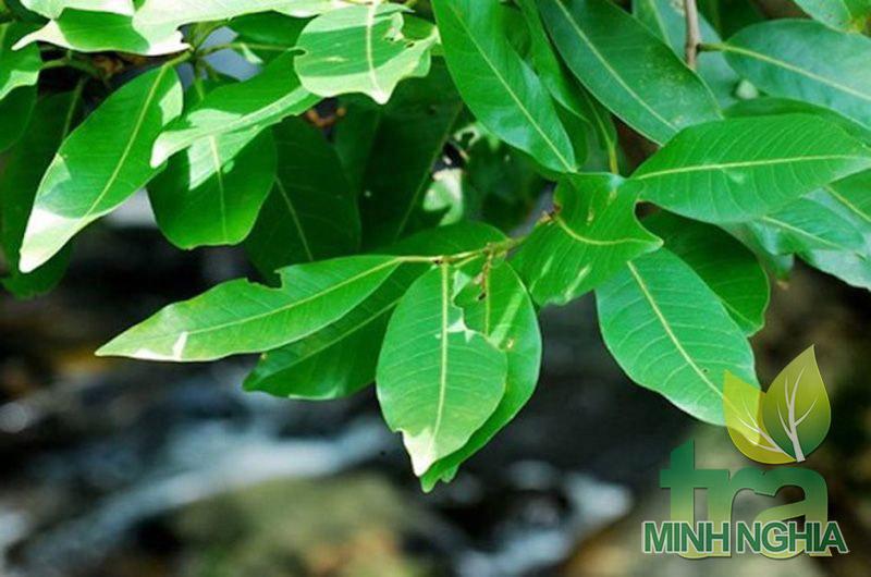 Hình ảnh lá vối tươi