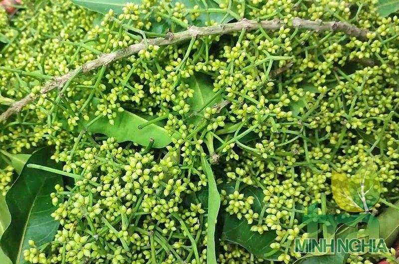 Hình ảnh nụ vối tươi