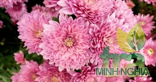 Có nhiều cách khác nhau để chế biến hoa cúc