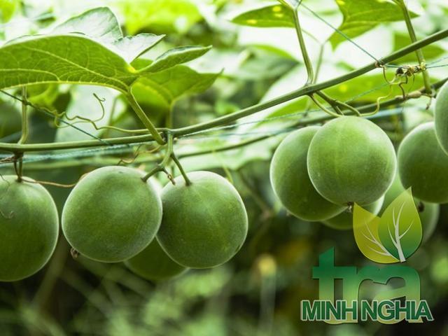 La hán quả mọc leo và được trồng để lấy quả