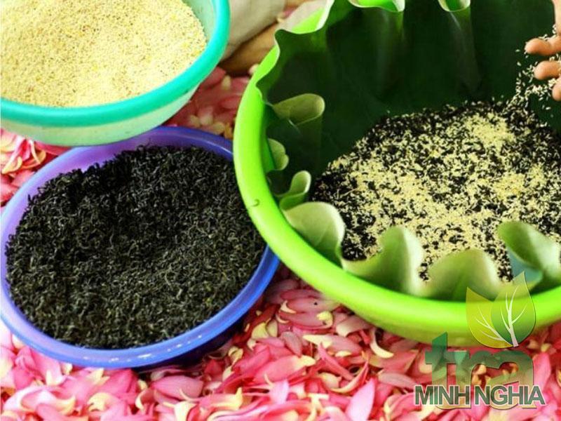 Vườn dược liệu chuyên canh trồng nhân trần