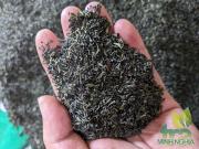 Chè Tấm đinh nõn Tân Cương