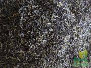 Chè Tấm đinh nõn Tân Cương