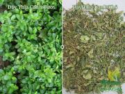 Dây Thìa Canh trị tiểu đường