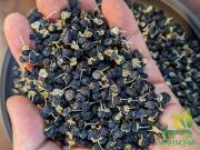 Hắc kỷ tử tây tạng