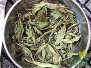Cỏ ngọt nguyên lá loại chọn