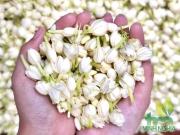 Nụ hoa nhài sấy lạnh