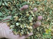 Các thành phần trong trà sơn mật hồng sâm thượng hượng