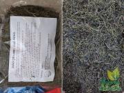 Trà giảo cổ lam sao thơm