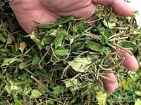 Dây Thìa Canh trị tiểu đường