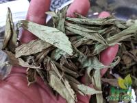 Cỏ ngọt nguyên lá loại chọn