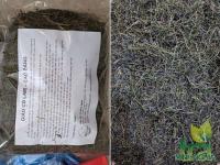 Trà giảo cổ lam sao thơm