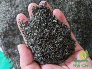 Chè Tấm đinh nõn Tân Cương