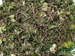 Dây Thìa Canh trị tiểu đường