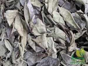Lá vối khô giải nhiệt