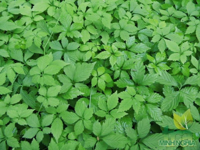 C&acirc;y giảo cổ lam loại 5 l&aacute;