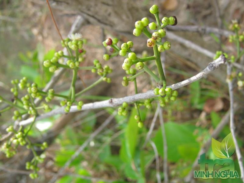 Nụ vối tươi khi còn ở trên cây
