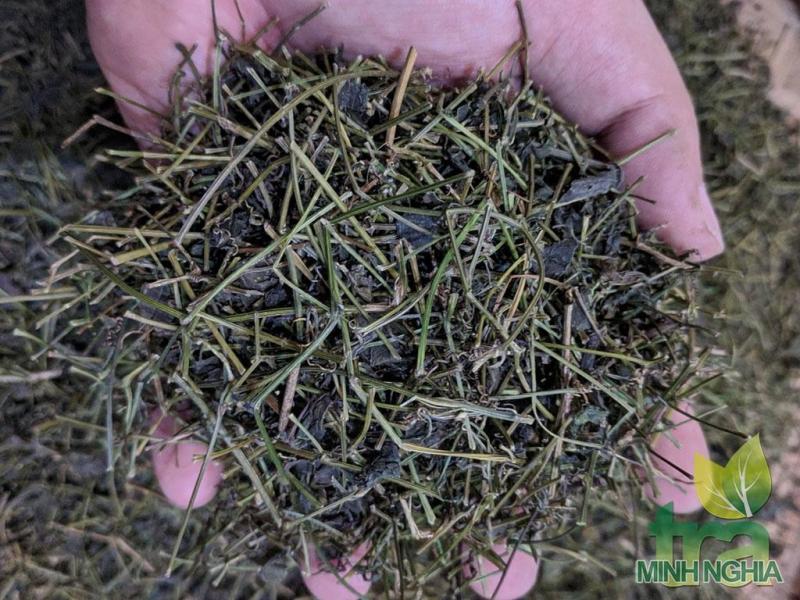 Giảo Cổ Lam Cao Bằng loại 5 l&aacute; đ&atilde; được sao thơm