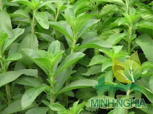 Hình ảnh cây cỏ ngọt